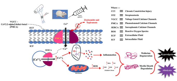 Graphical Abstract